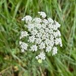 Ammi majus Kvet