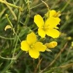 Diplotaxis tenuifolia Цвят