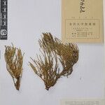 Ephedra gerardiana Kita