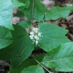 Viburnum acerifoliumKukka