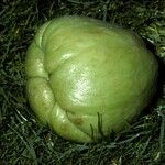 Sechium edule Φρούτο