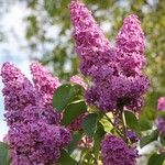 Syringa emodi Flor