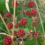 Rubus ulmifolius 果實