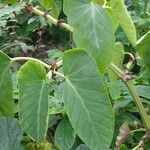 Begonia angularis Leaf