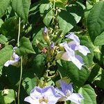 Thunbergia grandiflora फूल