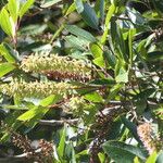 Cunonia capensis Hoja