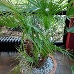 Livistona chinensis Hábitos