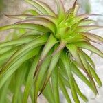 Dracophyllum verticillatum ᱥᱟᱠᱟᱢ