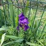 Iris pumila Kwiat