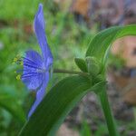 Tradescantia ohiensis Flower
