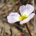 Baldellia ranunculoides Blüte