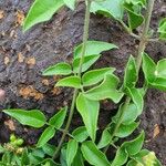 Jasminum fluminense Leaf