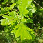 Quercus × rosacea Blad