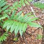 Sorbus americana Lapas