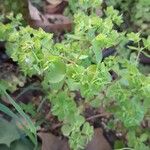 Euphorbia peplus عادت داشتن