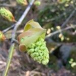 Acer macrophyllumFlor