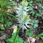 Phyteuma spicatum Flower