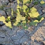 Xanthium orientale Leaf