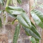 Caldcluvia paniculata 葉