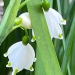 Leucojum aestivum Floare