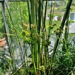 Cyperus textilis autre