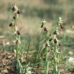 Ophrys × arachnitiformis Habitus