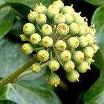 Hedera colchicaFroito