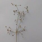 Juncus subnodulosus Blodyn