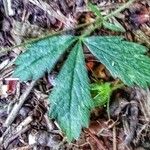 Potentilla erecta برگ