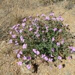 Glandularia gooddingii Habit