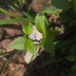 Praxelis clematidea Λουλούδι