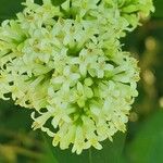 Ligustrum ovalifolium花