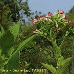 Nicotiana tabacum Blomma