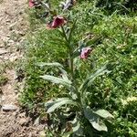 Cynoglossum officinale Virág