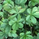 Potentilla aurea Лист