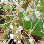 Begonia multinervia 花