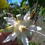 Luehea grandiflora Λουλούδι