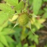 Rubus fraxinifolius Fruto