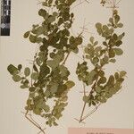 Boenninghausenia albiflora Other