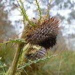 Cirsium jorullense Květ