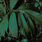 Elatostema fagifolium बार्क (छाल)
