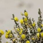 Ononis variegata പുഷ്പം