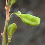 Reseda stricta Fruit