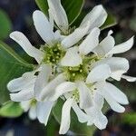 Amelanchier alnifolia Flor