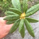 Rhododendron groenlandicum Leaf