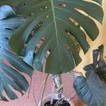 Monstera deliciosa Leaf