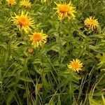 Inula salicina Квітка