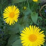 Doronicum caucasicum Kvet