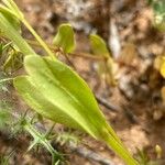 Zeltnera venusta Hoja