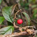 Cotoneaster salicifolius Φρούτο